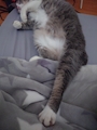 chiko