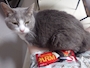 chiko