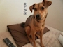 chiko