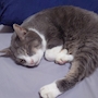 chiko