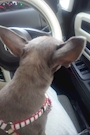chiko