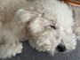 新着ブログ 🥰🐶🤍