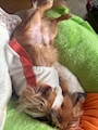 chiko