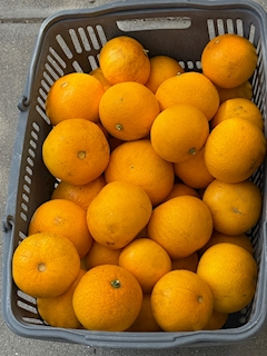 休みがち広報係 みこ ఽ✍🏻