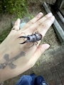chiko