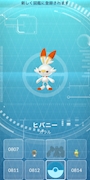 chiko