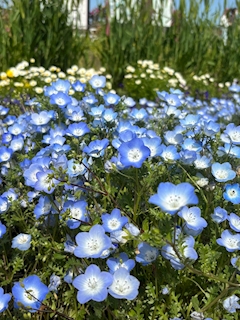 りお「🌼🌼🌼」