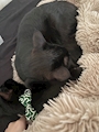 chiko
