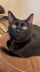 れみママ【Egoist 3 cub..