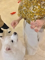 chiko