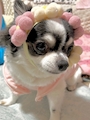 chiko