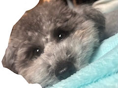 ゆりか