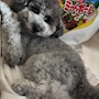 新着ブログ 犬かわいい