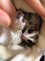 chiko