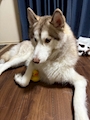 chiko