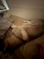 chiko