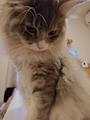 chiko