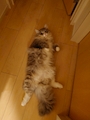 chiko