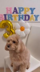 新着ブログ ラテくん3歳🎂