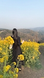 新着ブログ 菜の花🌼