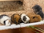新着ブログ 動物カフェ①🐭💚