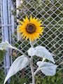 新着ブログ 🌻🌻🌻