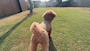 chiko