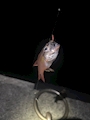 新着ブログ 釣りしたよん