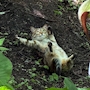 新着ブログ 🐱