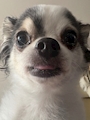 chiko