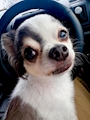 chiko