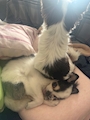 chiko
