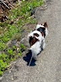 chiko