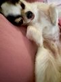 chiko