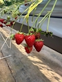 新着ブログ 🍓