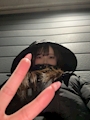 chiko