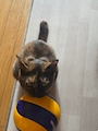 chiko