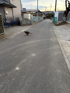 ろんり「猫」