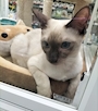 chiko
