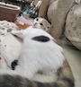 chiko