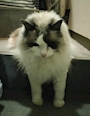 chiko