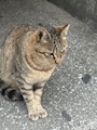 chiko