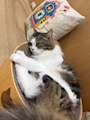 chiko