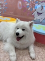 chiko