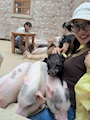 chiko
