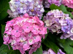 プロフィール写真8・星乃 麻里子｜錦・熟女クラブ しらゆり