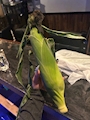 chiko
