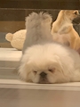 chiko