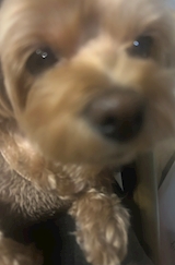 *