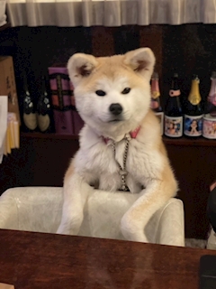 プロフィール写真1・ちくわ｜lounge Remika・ラウンジ レミカ - 古町のクラブ/ラウンジ